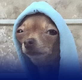 #23 Büyük Oyun: Süpürge, Köpek ve Pet-mom