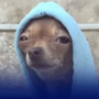 #23 Büyük Oyun: Süpürge, Köpek ve Pet-mom